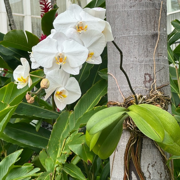 Not For Sale - Picture 9 of 12